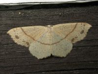 Cyclophora punctaria