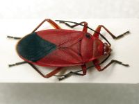 Antilochus coquebertii