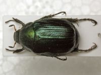 Anomala dubia