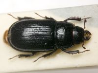 Ceruchus chrysomelinus