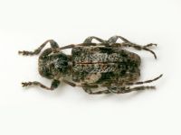 Pogonocherus decoratus