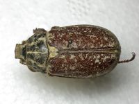 Polyphylla fullo