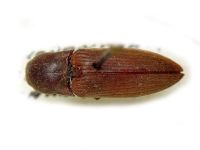 Agriotes gurgistanus