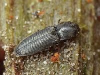 Dicronychus cinereus