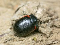 Chrysolina sanguinolenta