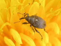 Glocianus punctiger
