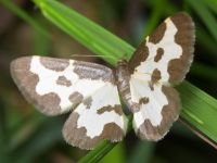 Lomaspilis marginata