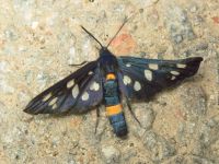 Amata phegea