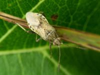 Stictopleurus punctatonervosus