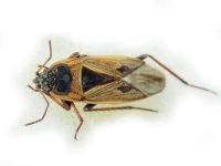 Xanthochilus quadratus
