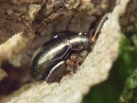 Dibolia schillingii