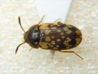 Mycetophagus ciscaucasicus