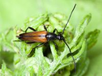 Cerambycidae