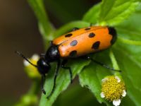 Mylabris quadripunctata