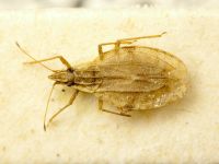 Cantacader quadricornis