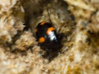Scaphidium quadrimaculatum