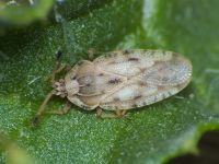 Tingis (Tingis) cardui