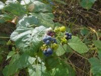 Rubus (Rubus)