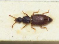 Monotoma picipes