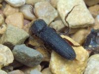 Melasis buprestoides