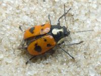 Cryptocephalus (Cryptocephalus) octopunctatus