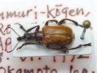 Aderorhinus crioceroides