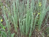 Artemisia austriaca