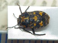 Stenozygum coloratum