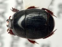Histeridae