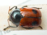 Cryptocephalus (Cryptocephalus) bipunctatus