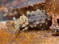 Nosodomodes diabolicus