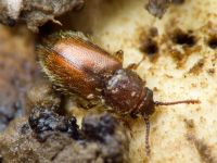 Cryptophagus lycoperdi