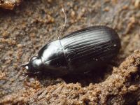 Oodes helopioides