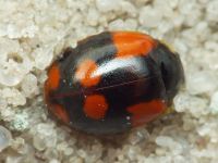 Adalia bipunctata