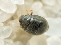 Stethorus punctillum