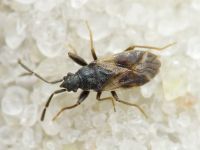 Taphropeltus contractus