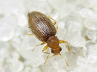 Melanophthalma