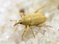 Tychius