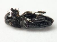 Labiaticola melas