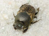 Onthophagus vacca