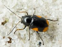 Cryptocephalus (Cryptocephalus) moraei