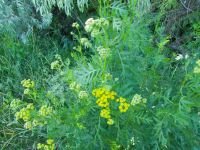Tanacetum