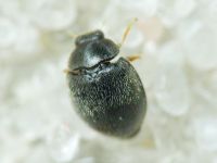 Stethorus punctillum