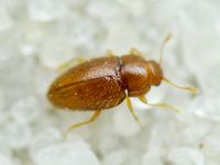 Mycetaea subterranea