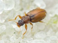 Enicmus