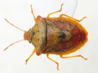 Dendrocoris humeralis