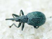 Hemitrichapion pavidum