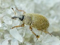 Mecinus ictericus