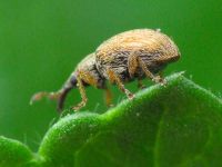 Malvapion malvae