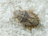 Sciocoris cursitans